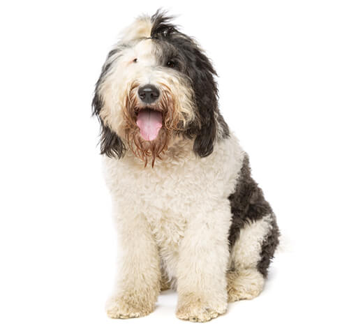 Best dog food for on sale sheepadoodle